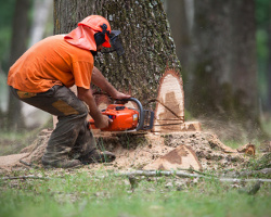 Tree Removal in Sangamon County