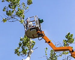 Tree Service in Logan County