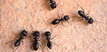 Randolph County Ant Control