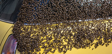 Winnebago County Bee Removal