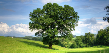 Grundy County Oak Tree Removal
