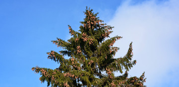 Spruce Tree Removal Williamson County, IL
