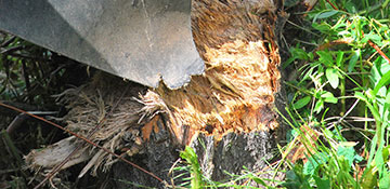 Monroe County Stump Grinding