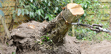Sangamon County Tree Stump Removal