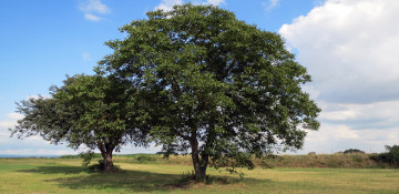 Randolph County Walnut Tree Removal