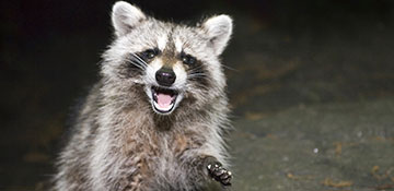 Animal & Wildlife Control Humboldt County, CA
