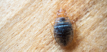 Champaign County Bed Bug Treatment