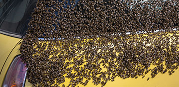 Bureau County Bee Removal