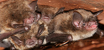 Bureau County Bird & Bat Control