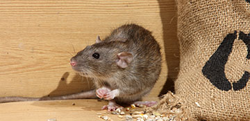 Cook County Rodent Control