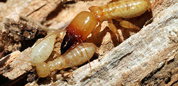 Termite Control Anderson County, TX
