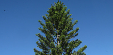 Effingham County Pine Tree Removal