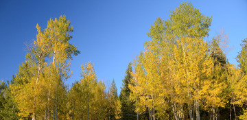 Will County Quaking Aspen Tree Removal