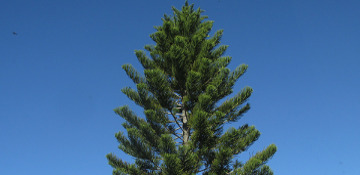 Gogebic County Pine Tree Removal