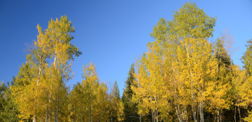 Quaking Aspen Tree Removal Gogebic County, MI