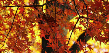 Gogebic County Red & Sugar Maple Tree Removal