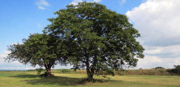 Gogebic County Walnut Tree Removal