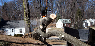 Tree Removal Champaign County, IL