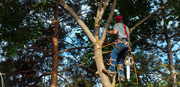 Tree Trimming Champaign County, IL